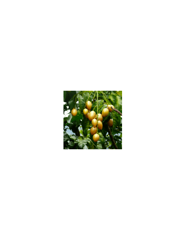 Červený strom 90 g