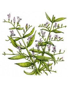 Lawrence - Auszug 50 ml 2